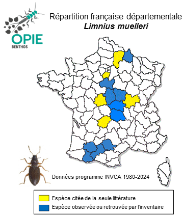 Carte de distribution de Limnius muelleri (Erichson, 1847