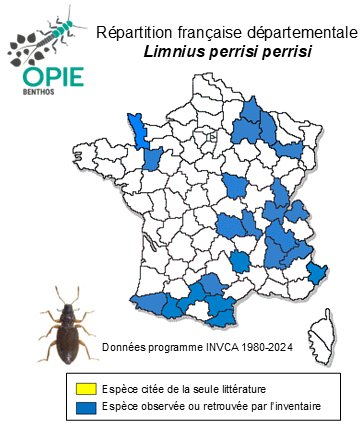 Carte de distribution de Limnius perrisi perrisi (Dufour, 1843)