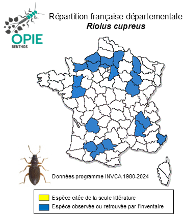 Carte de distribution de Riolus cupreus (P. W. J. Müller, 1806)