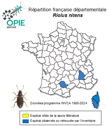 Carte de distribution de Riolus nitens (P. W. J. Müller, 1817)