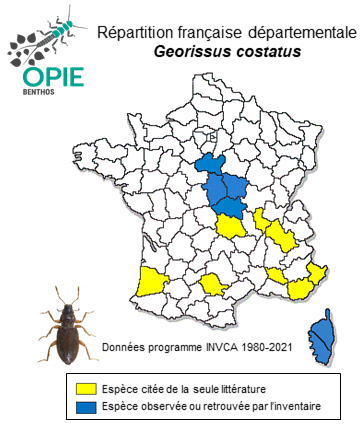 Carte de distribution de Georissus costatus Laporte de Castelnau, 1840