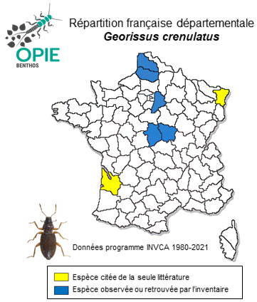 Carte de distribution de Georissus crenulatus (Rossi, 1794)