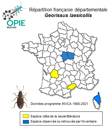 Carte de distribution de Georissus laesicollis Germar, 1831
