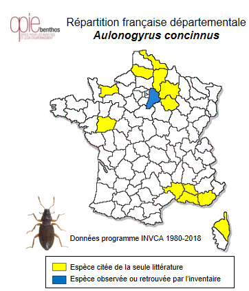 Carte de distribution de Aulonogyrus concinnus (Klug, 1834)