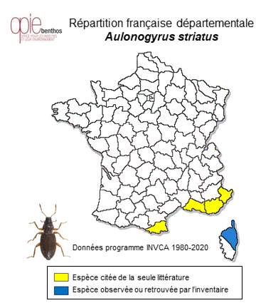 Carte de distribution de Aulonogyrus striatus (Fabricius, 1792)