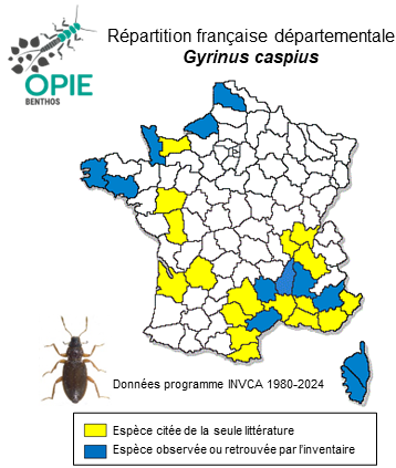 Carte de distribution de Gyrinus caspius Ménétries, 1832