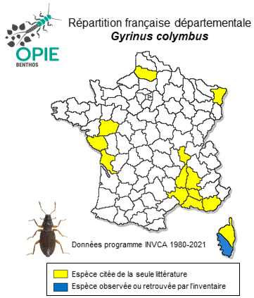 Carte de distribution de Gyrinus colymbus Erichson, 1837