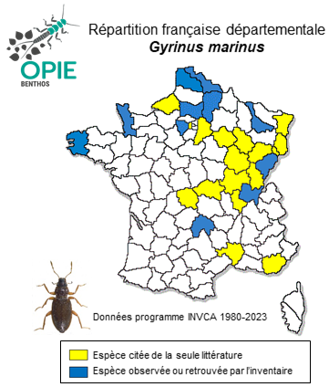 Carte de distribution de Gyrinus marinus Gyllenhal, 1808