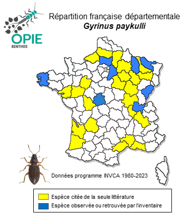 Carte de distribution de Gyrinus paykulli Ochs, 1927