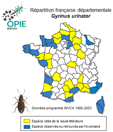 Carte de distribution de Gyrinus urinator Illiger, 1807