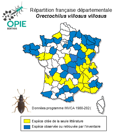Carte de distribution de Orectochilus villosus villosus  (O. F. Müller, 1776)