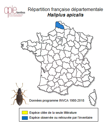 Carte de distribution de Haliplus apicalis (Thomson, 1868)