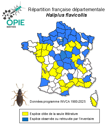 Carte de distribution de Haliplus flavicollis Sturm, 1834