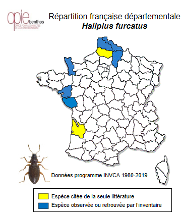 Carte de distribution de Haliplus furcatus Seidlitz, 1887