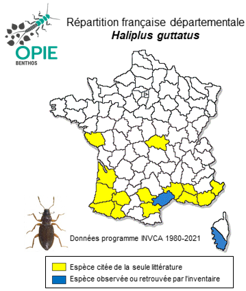 Carte de distribution de Haliplus guttatus Aubé, 1836