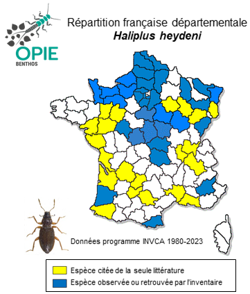 Carte de distribution de Haliplus heydeni Wehnke, 1875