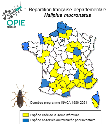 Carte de distribution de Haliplus mucronatus Stephens, 1828