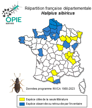 Carte de distribution de Haliplus sibiricus Motschulsky, 1860
