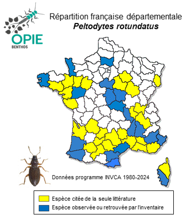 Carte de distribution de Peltodytes rotundatus (Aubé, 1836)