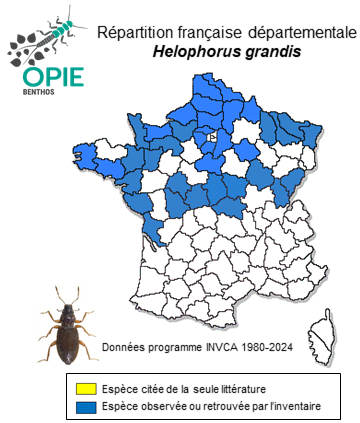 Carte de distribution de Helophorus grandis Illiger, 1798