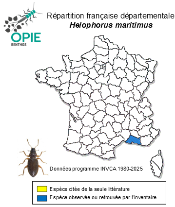 Carte de distribution de Helophorus maritimus Rey, 1885