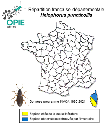 Carte de distribution de Helophorus puncticollis Rey, 1885