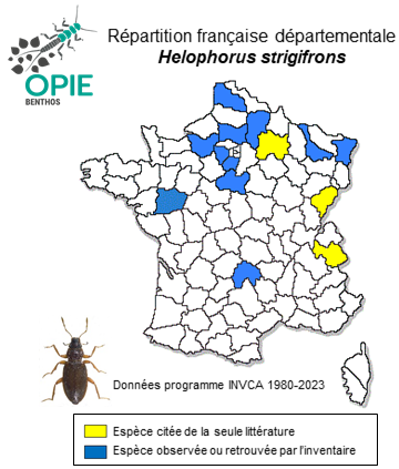 Carte de distribution de Helophorus strigifrons Thomson, 1868