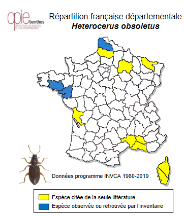 Carte de distribution de Heterocerus obsoletus Curtis, 1828