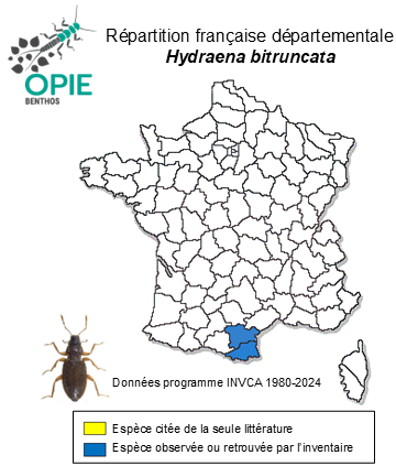 Carte de distribution de Hydraena bitruncata Orchymont, 1934