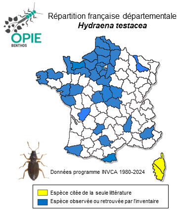 Carte de distribution de Hydraena testacea Curtis, 1830