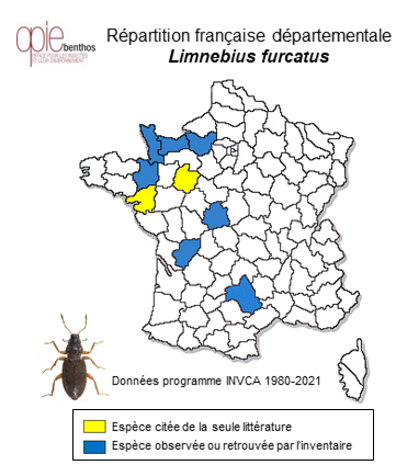Carte de distribution de Limnebius furcatus Baudi di Selve, 1872