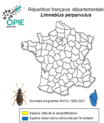 Carte de distribution de Limnebius perparvulus Rey, 1884