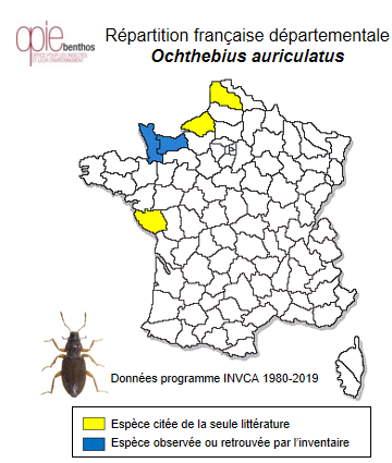 Carte de distribution de Ochthebius auriculatus Rey, 1886