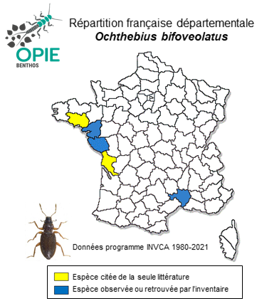 Carte de distribution de Ochthebius bifoveolatus Waltl, 1835