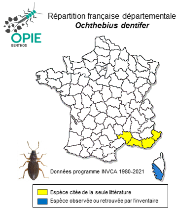 Carte de distribution de Ochthebius dentifer Rey, 1885