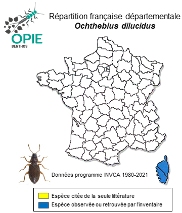 Carte de distribution de Ochthebius dilucidus Orchymont, 1940