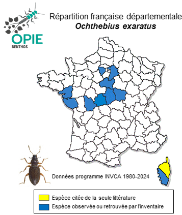 Carte de distribution de Ochthebius exaratus Mulsant, 1844