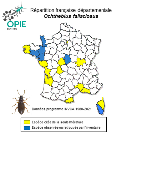 Carte de distribution de Ochthebius fallaciosus Ganglbauer, 1901