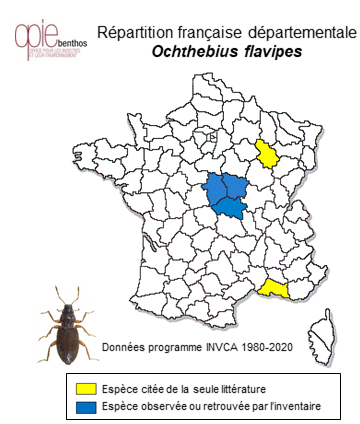 Carte de distribution de Ochthebius flavipes Dalla Torre, 1877