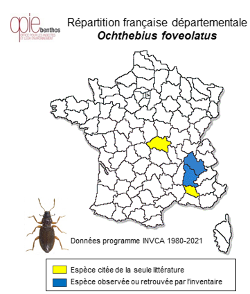 Carte de distribution de Ochthebius foveolatus Germar, 1824