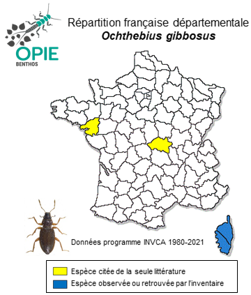 Carte de distribution de Ochthebius gibbosus Germar, 1824