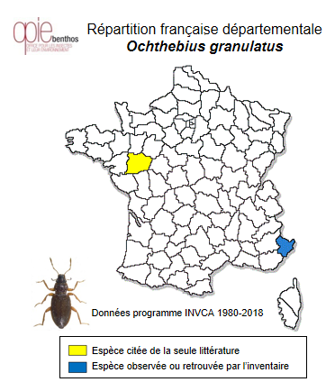 Carte de distribution de Ochthebius granulatus Mulsant, 1844