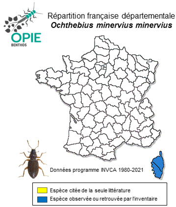 Carte de distribution de Ochthebius minervius minervius Orchymont, 1940