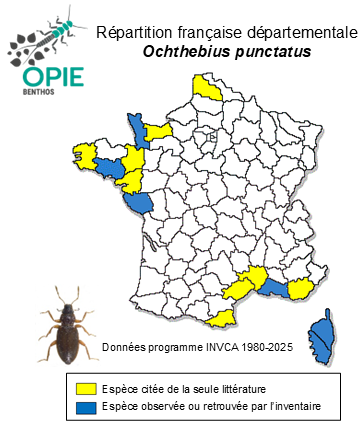 Carte de distribution de Ochthebius punctatus Stephens, 1829