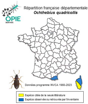Carte de distribution de Ochthebius quadricollis Mulsant, 1844