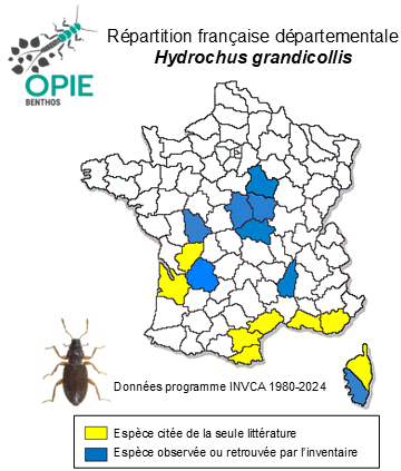 Carte de distribution de Hydrochus grandicollis Kiesenwetter, 1870
