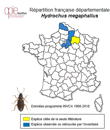 Carte de distribution de Hydrochus megaphallus Berge Henegouwen, 1988