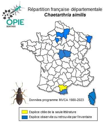 Carte de distribution de Chaetarthria similis Wollaston, 1864