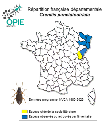 Carte de distribution de Crenitis punctatostriata (Letzner, 1840)