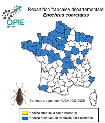 Carte de distribution de Enochrus coarctatus (Gredler, 1863